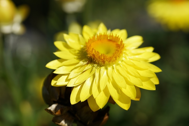 Yellow Xerochrysum flower in close-up with bokeh