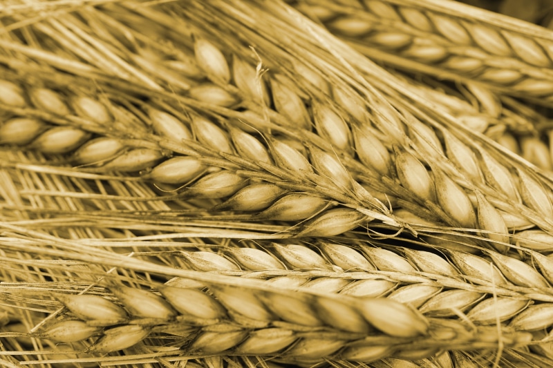 Closeup of Wheat Ears