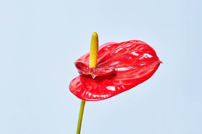 Red Anthurium flower with yellow spadix