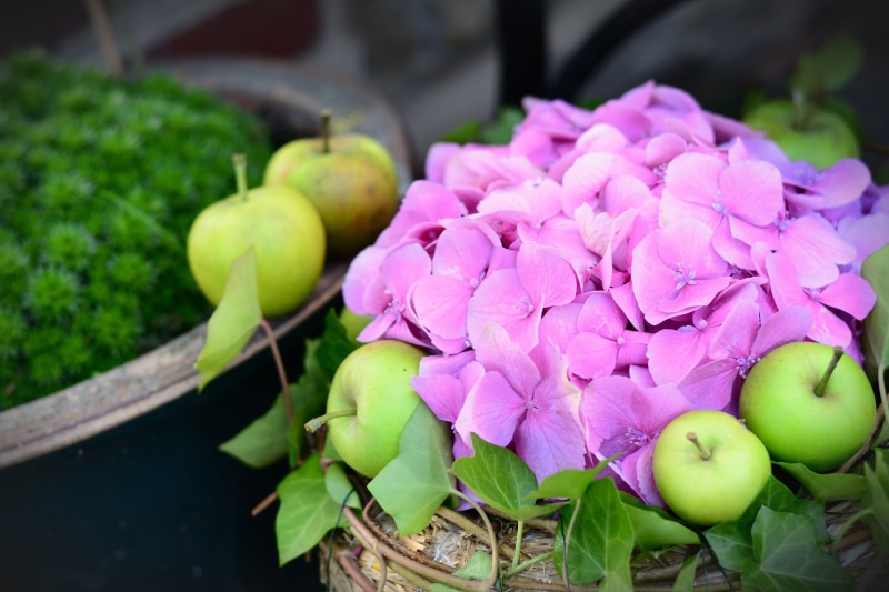 Apples and Pink Hydrangea with Green Moss