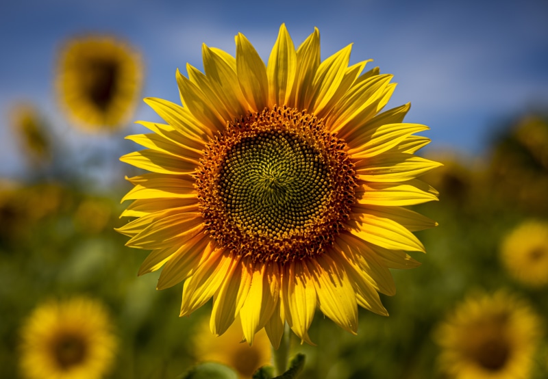 Closeup of a Sunflower in a Field