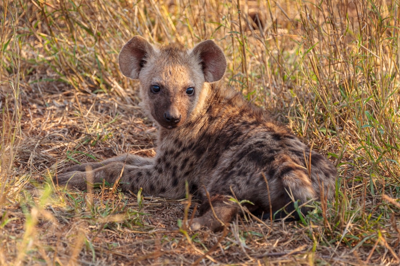 Hyena Cub Lying in Grass
