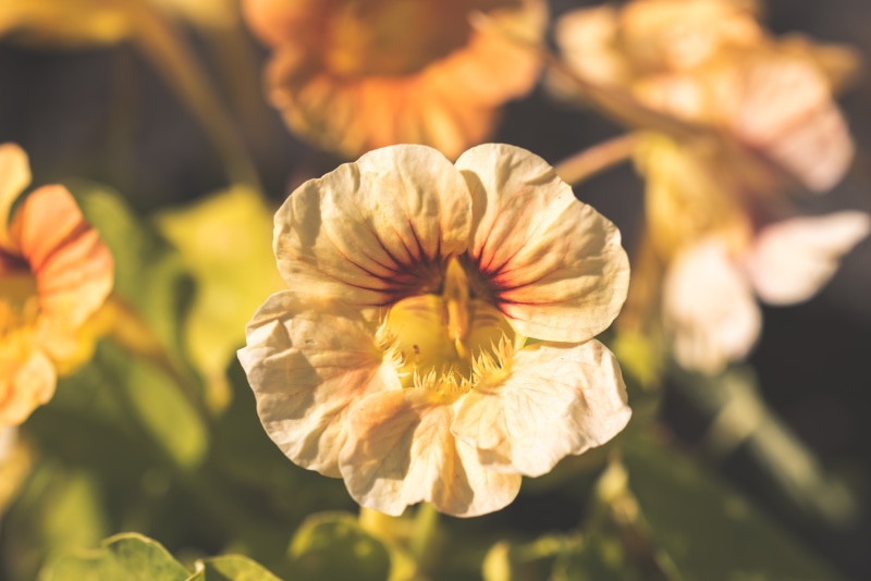 Close-up of a Nasturtium flower with bokeh background