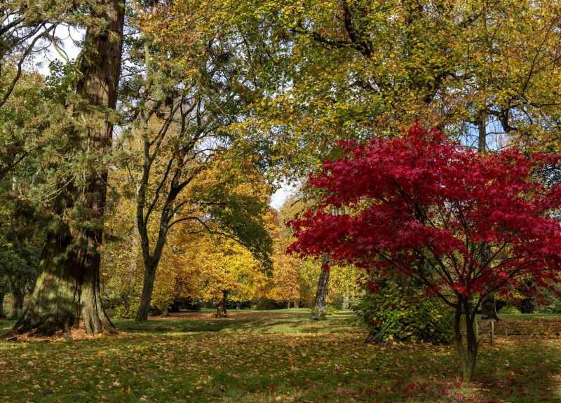 Autumn trees in Waddesdon Manor park, United Kingdom