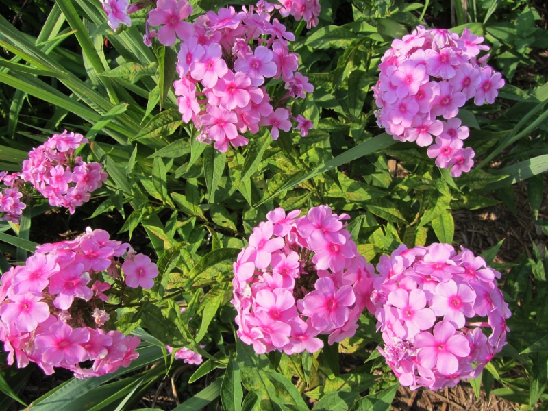 Pink Phlox flowers in a garden