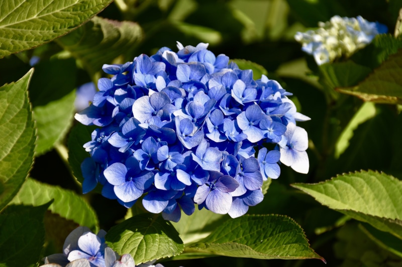 Blue Hydrangea Flower Closeup