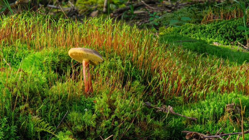 Mushroom growing in moss and grass