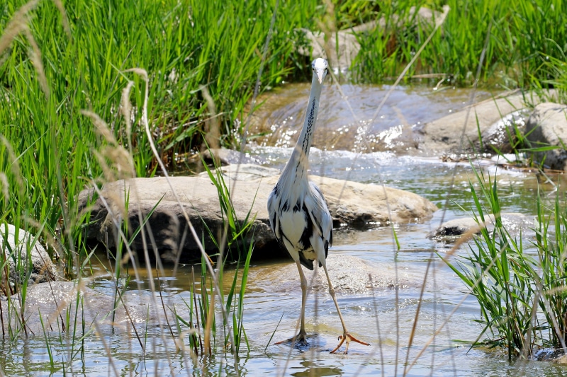 Grey Heron standing in a stream with grass and stones