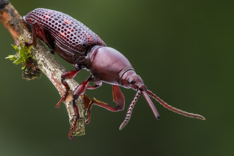 Close-up of a dark red weevil on a branch