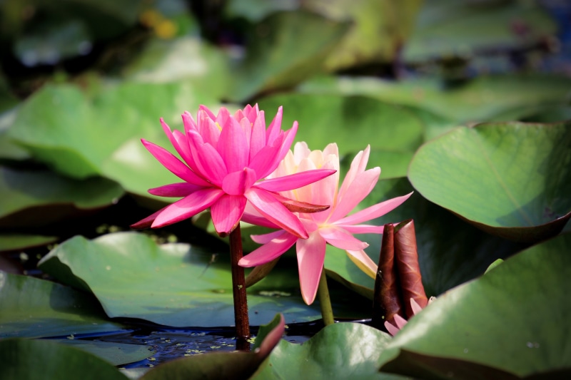 Two pink lotus flowers in a pond