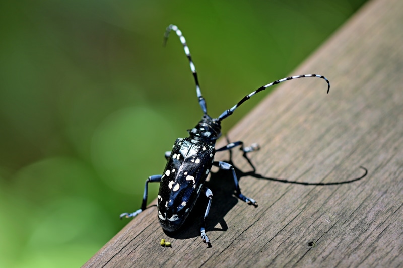 Anoplophora chinensis beetle on wooden surface