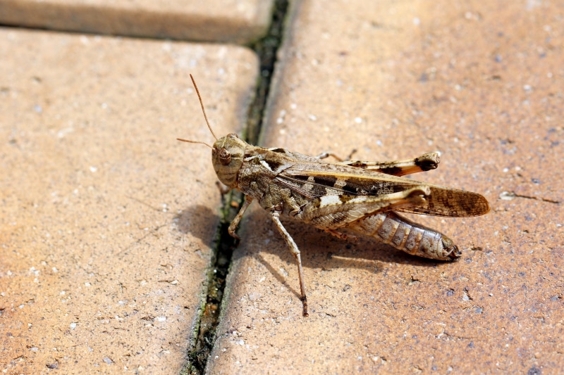 Closeup of a Grasshopper on Pavement