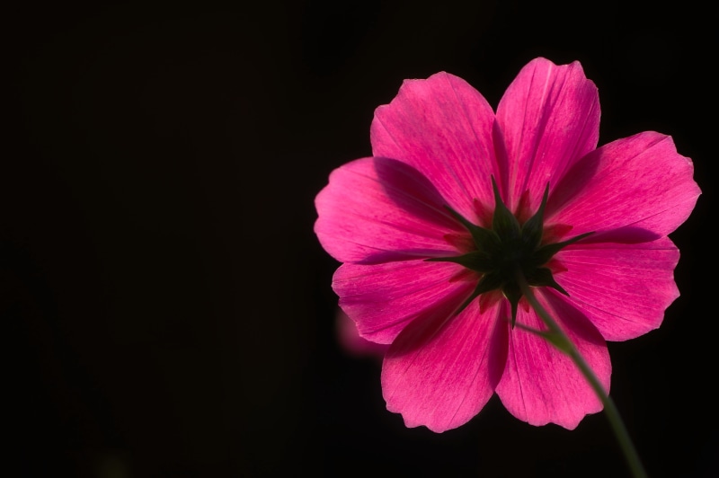 Pink Cosmos flower against black background