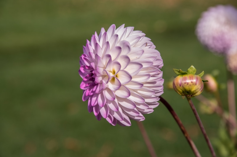Dahlia flower and bud with bokeh