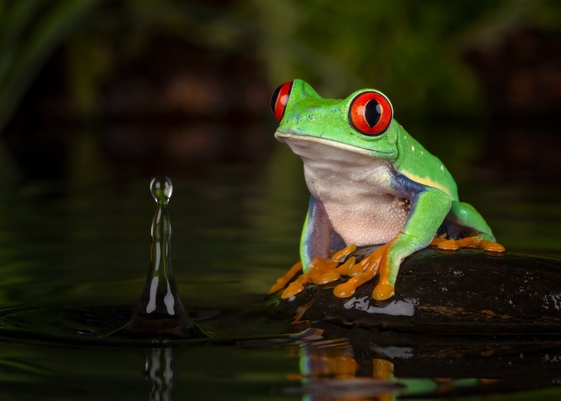 Red-eyed tree frog on a log with water drop