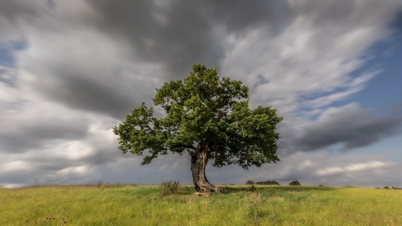 Lone tree in a grassy field under stormy clouds