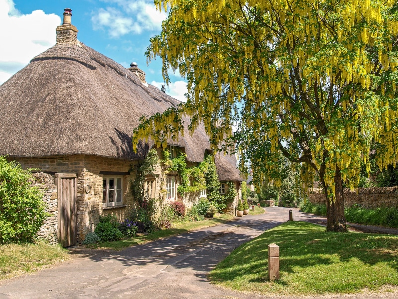 Thatched Cottages and Yellow Flowering Tree in Great Rollright, Oxfordshire
