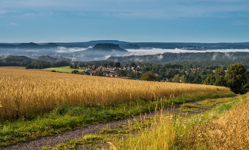 Wheat field in Saxony, Germany with foggy mountains