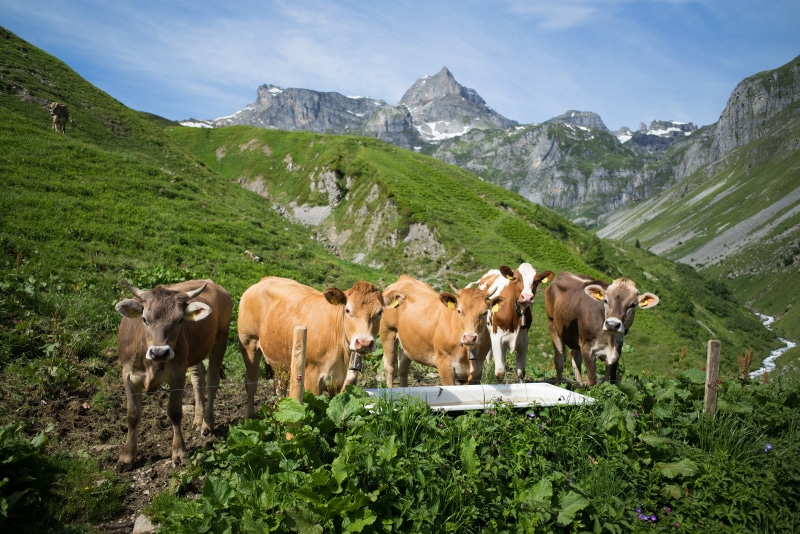 Cows in Muotathal, Switzerland Alps
