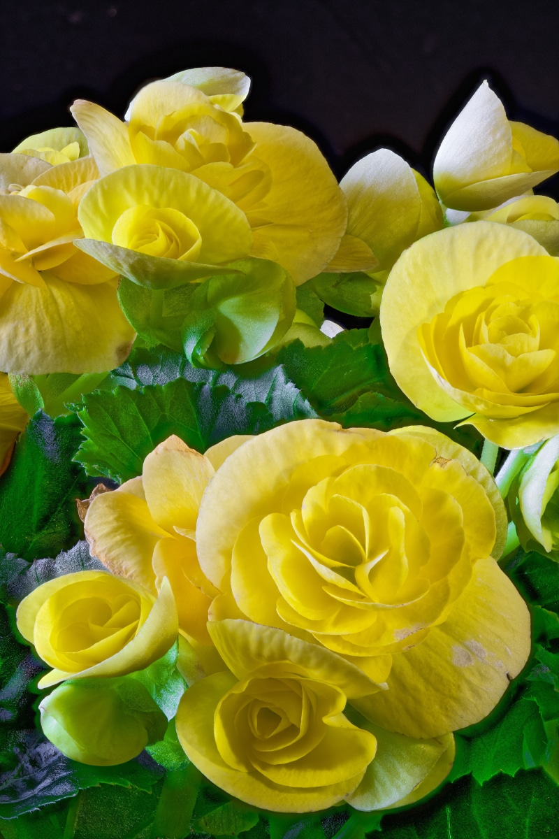 Close-up of yellow begonias with green leaves