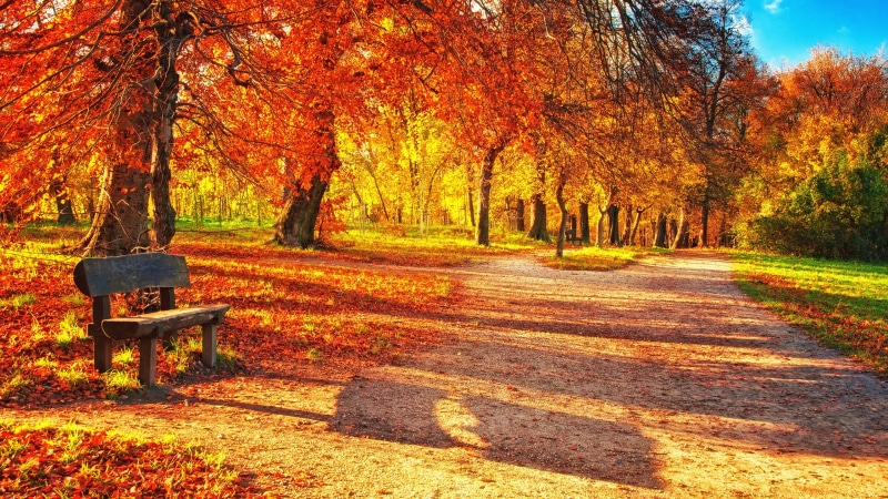 Park bench in autumn with colorful trees and path