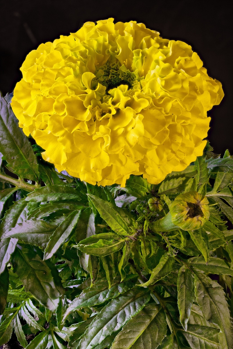 Yellow Marigold Flower and Buds