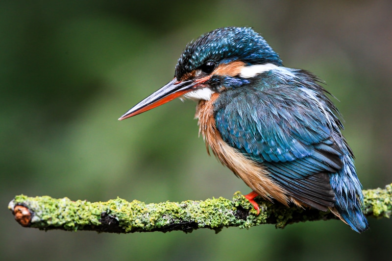 Common Kingfisher perched on a mossy branch