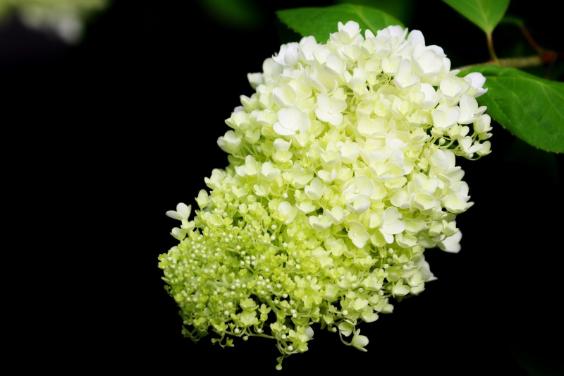 White Hydrangea Flower Closeup