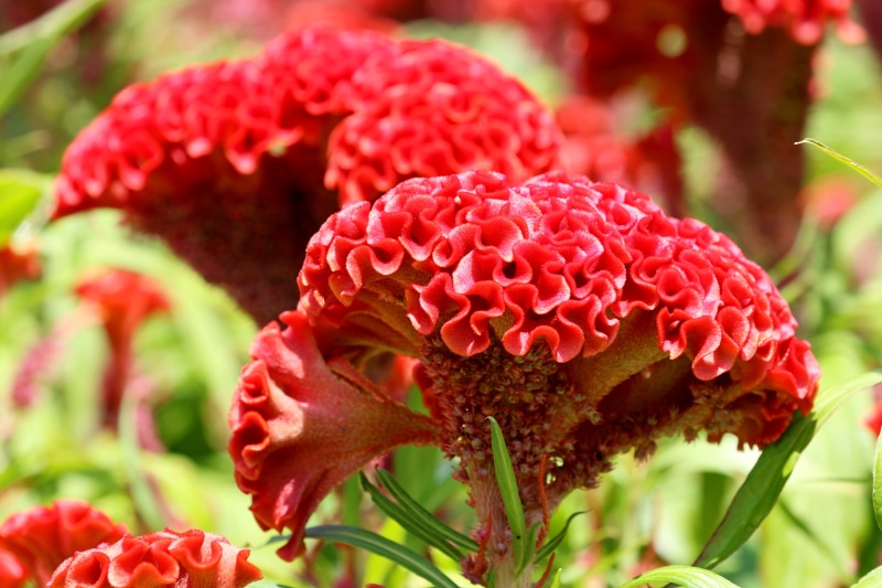 Red Celosia Flowers Closeup