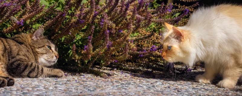 Two cats looking at each other near purple flowers
