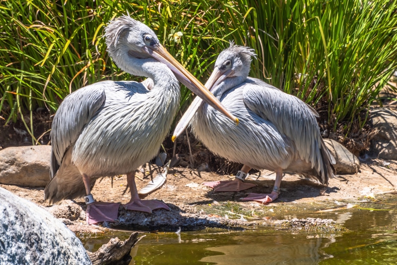 Two pelicans with bands on their legs by the water
