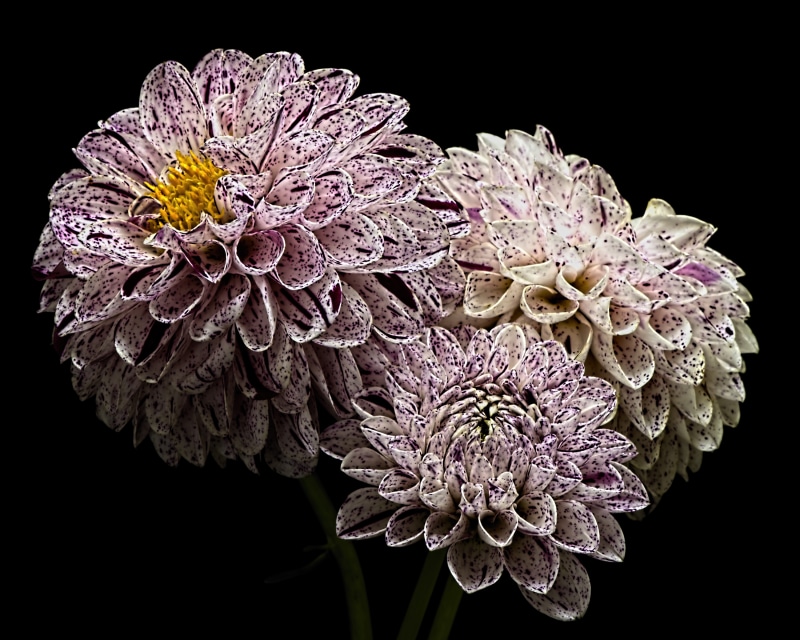 Three speckled dahlias on a black background