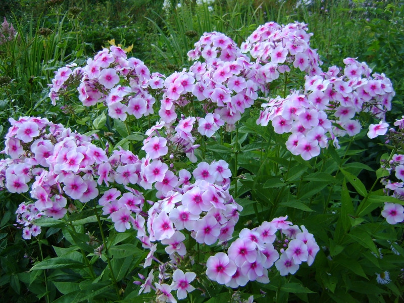 Many pink and white phlox flowers in a garden