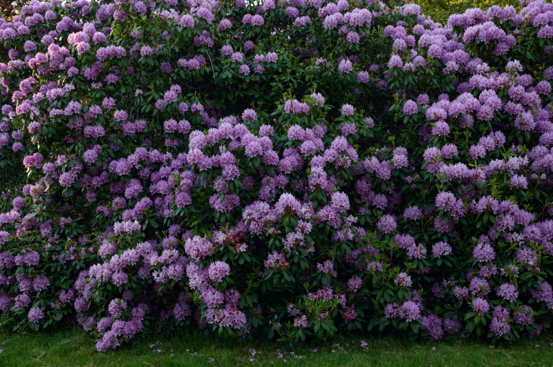 4K Rhododendron Shrubs with Violet Flowers