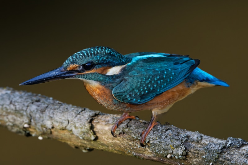 4K Common Kingfisher Bird Closeup