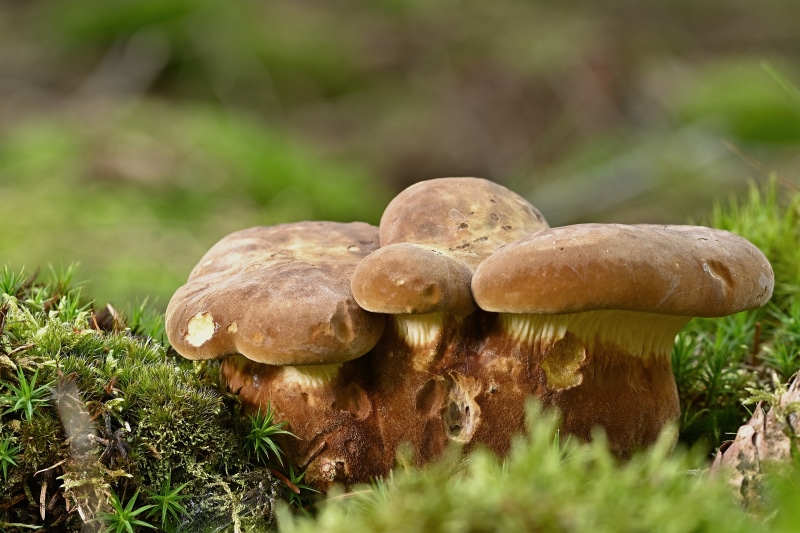 Penny bun mushrooms on moss