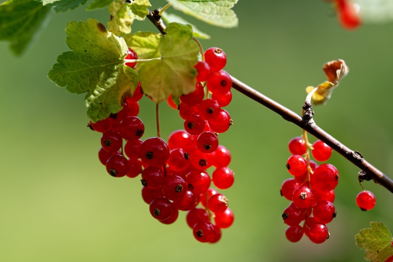 Red Currants on Branches