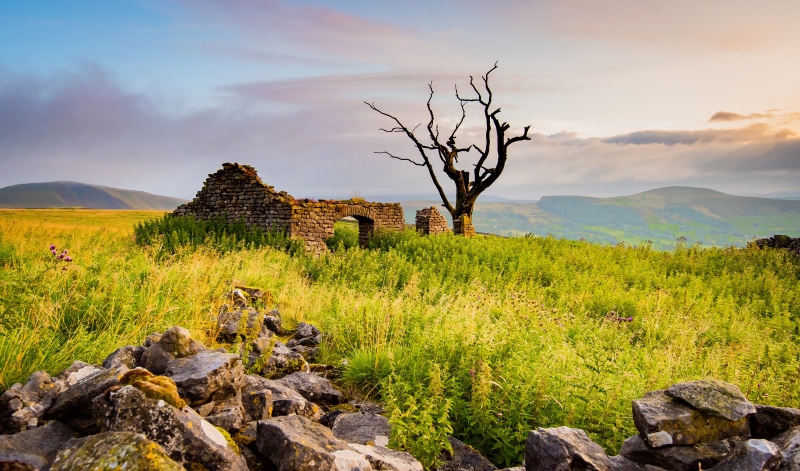 Ruins and dead tree in Peak District, England