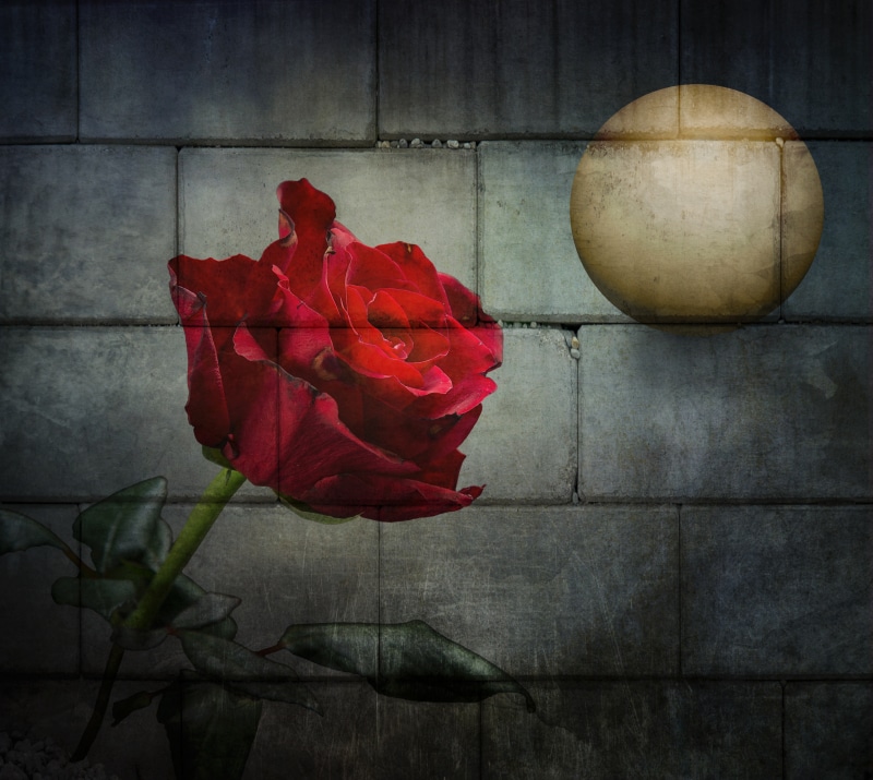 Red Rose on a Textured Wall with a Sphere