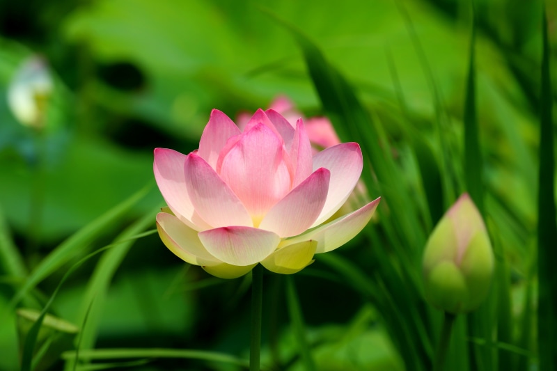 Pink Lotus Flower with Bud and Greenery