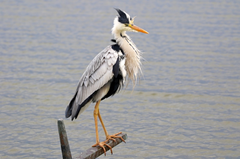 Grey Heron perched on a wooden beam
