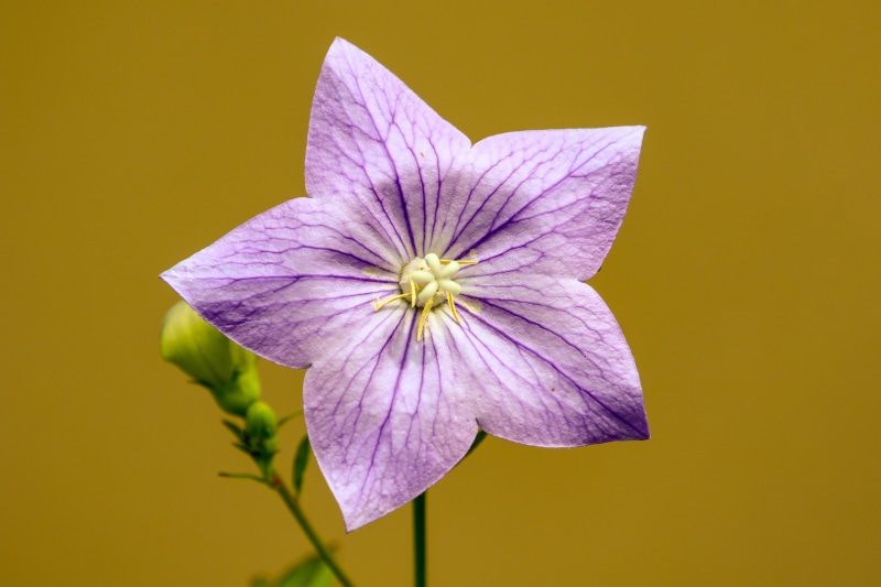 Purple Balloon Flower with Bud