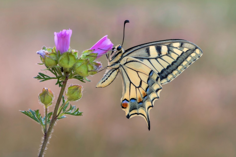 4K Swallowtail Butterfly on Flower