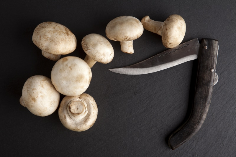Mushrooms and a knife on a gray background
