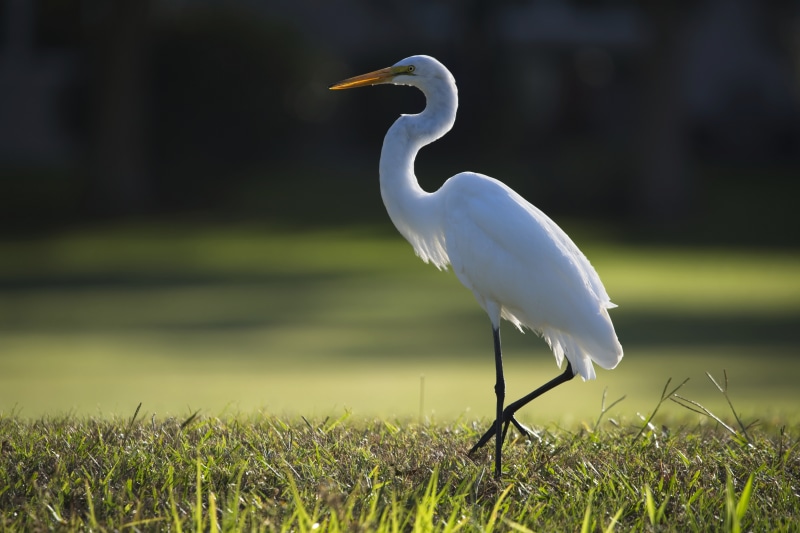 Great Egret standing on grass