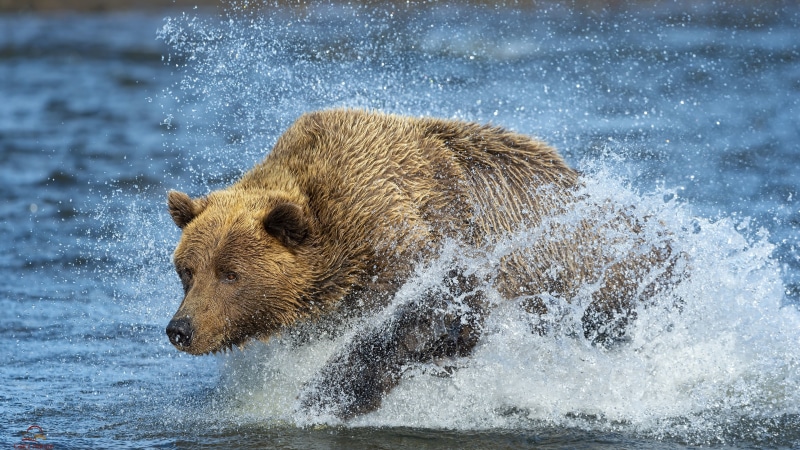 Brown Bear Running Through Water Splash