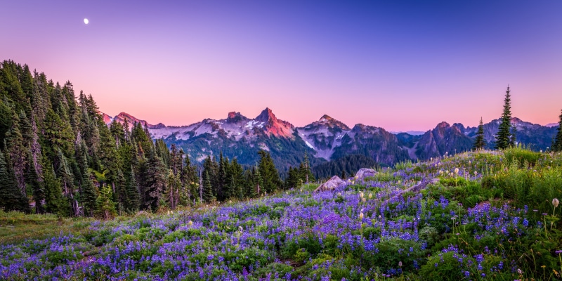 Wildflowers and Mountains at Mount Rainier National Park