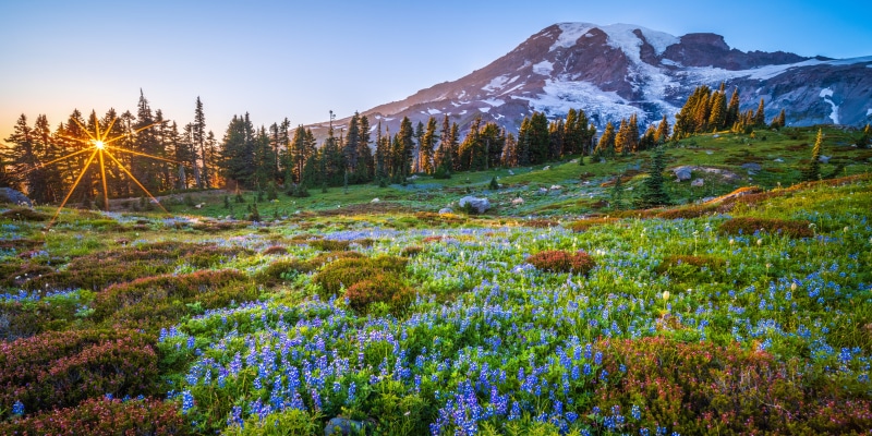 Mount Rainier National Park Wildflowers at Sunrise