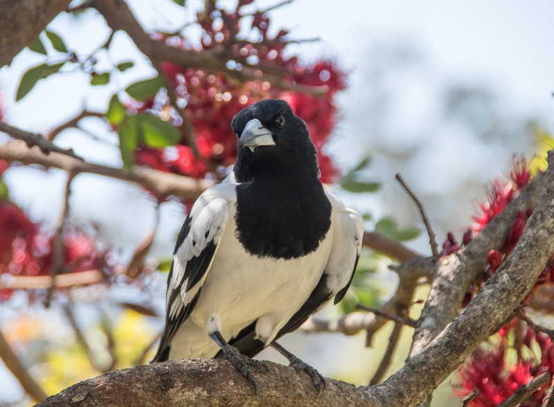 Black and white bird on a branch with red flowers