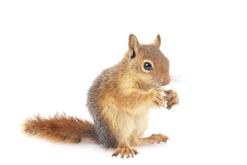 Squirrel on a white background